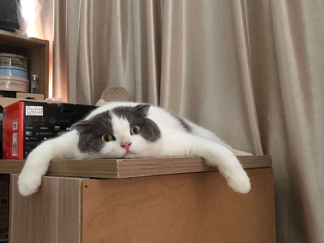 養(yǎng)貓能治??？貓貓?jiān)瓉磉€可以這么用！